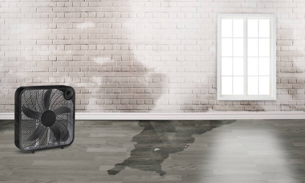 Best Water damage contractors near me  in Myersville, MD